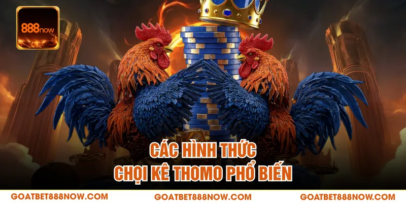 Các hình thức chọi kê Thomo phổ biến