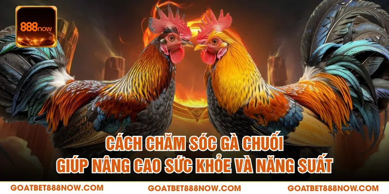 Cách chăm sóc gà chuối giúp nâng cao sức khỏe và năng suất