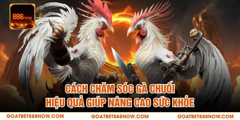 Cách Chăm Sóc Gà Chuối Hiệu Quả Giúp Nâng Cao Sức Khỏe
