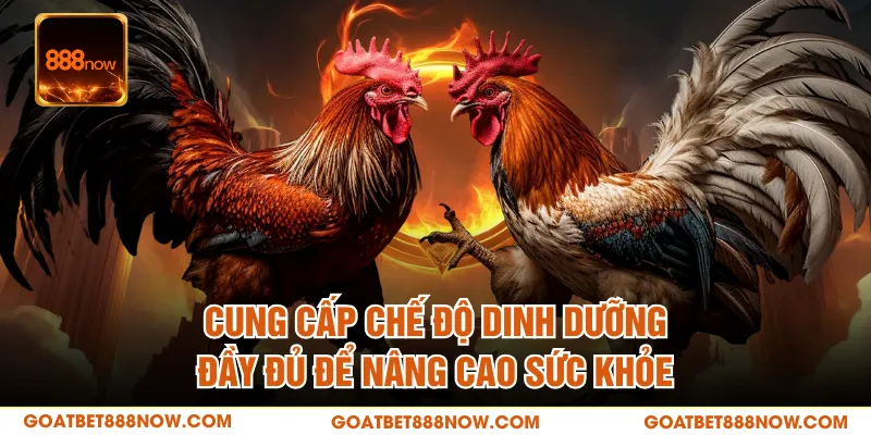 Cung cấp chế độ dinh dưỡng đầy đủ để nâng cao sức khỏe