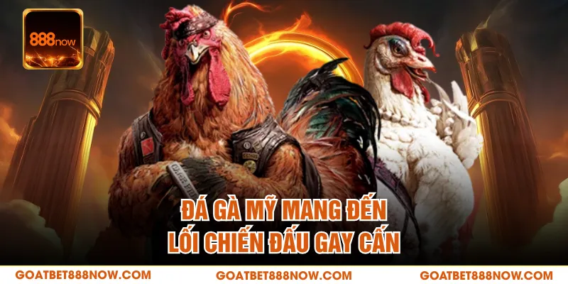 Đá gà Mỹ mang đến lối chiến đấu gay cấn