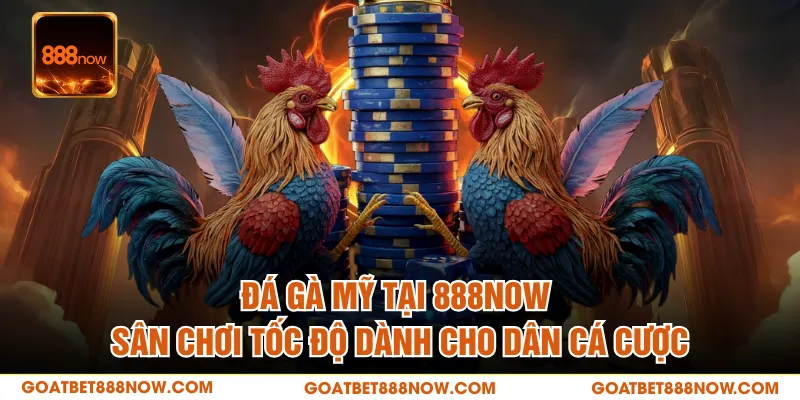 Đá Gà Mỹ Tại 888NOW – Sân Chơi Tốc Độ Dành Cho Dân Cá Cược