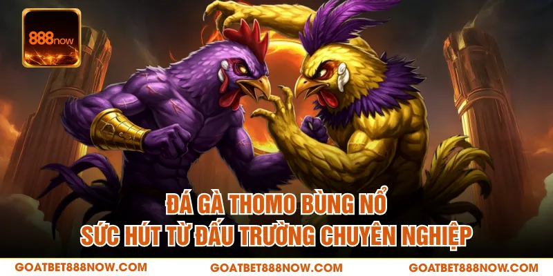 Đá Gà Thomo Bùng Nổ Sức Hút Từ Đấu Trường Chuyên Nghiệp