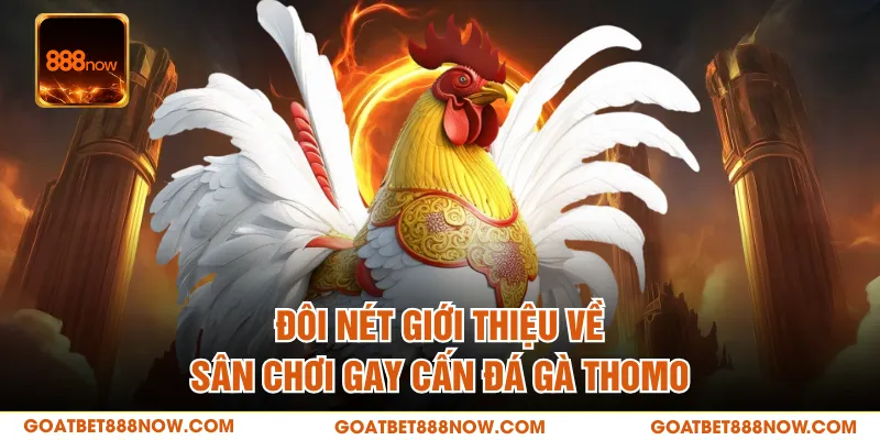 Đôi nét giới thiệu về sân chơi gay cấn đá gà Thomo