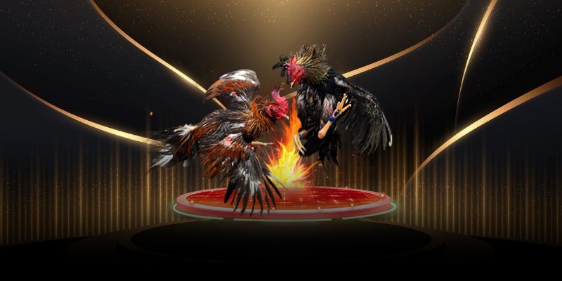 xem đá gà trực tuyến trên nền tảng 68win